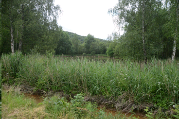 Pravý břeh Loučského potoka a blízký rybník, kam se za povodní voda přelévá